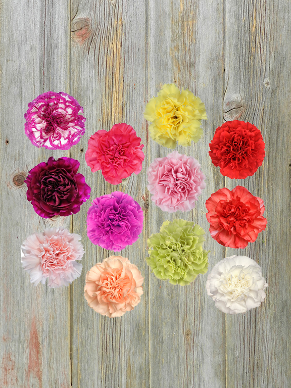 Assorted Carnations